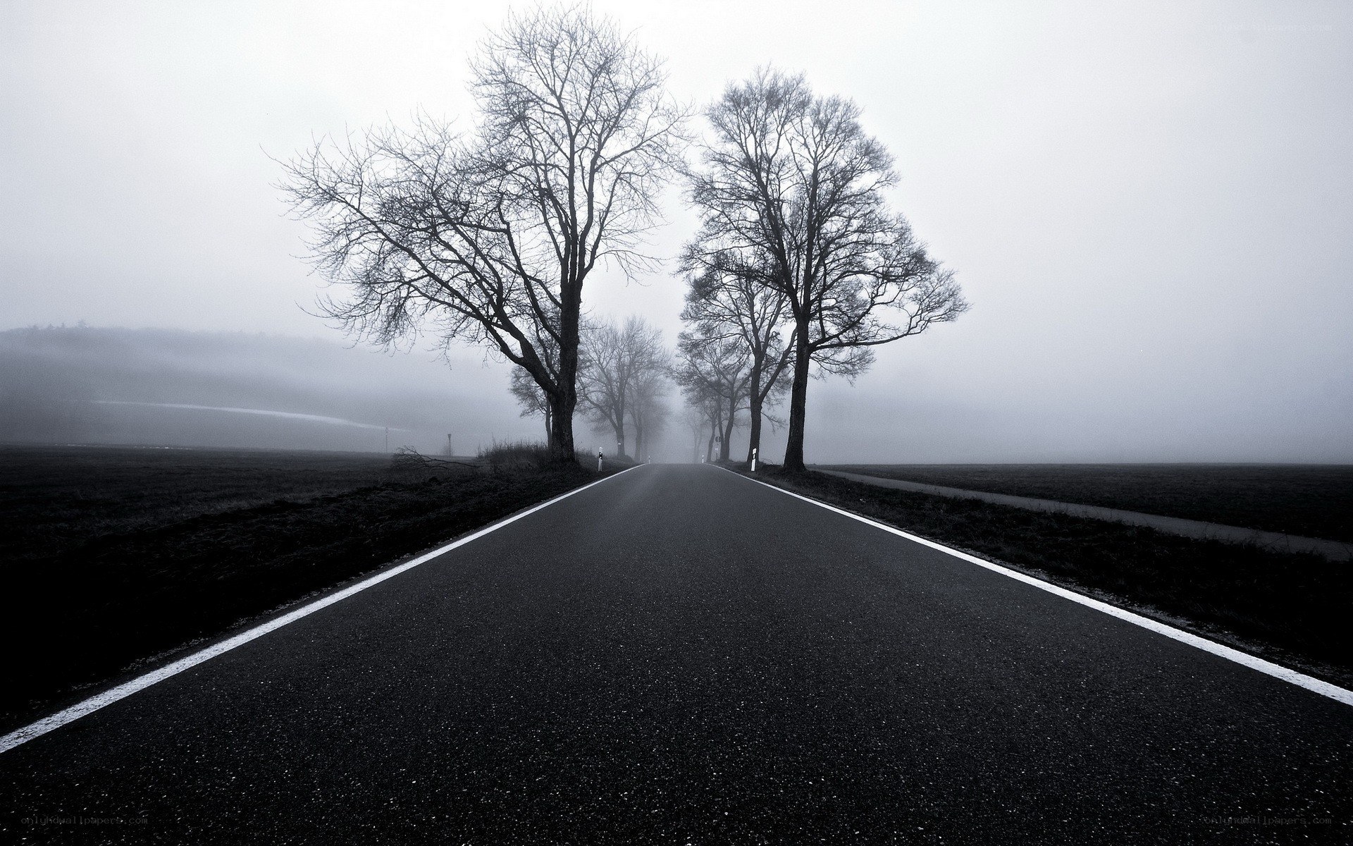 foggy road with bare trees