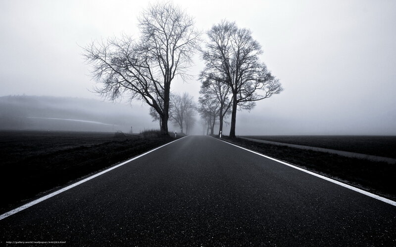 Foggy road with bare trees