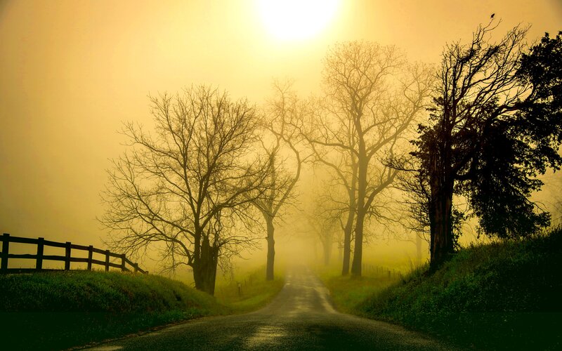 Foggy Road with Bare Trees — Yellow
