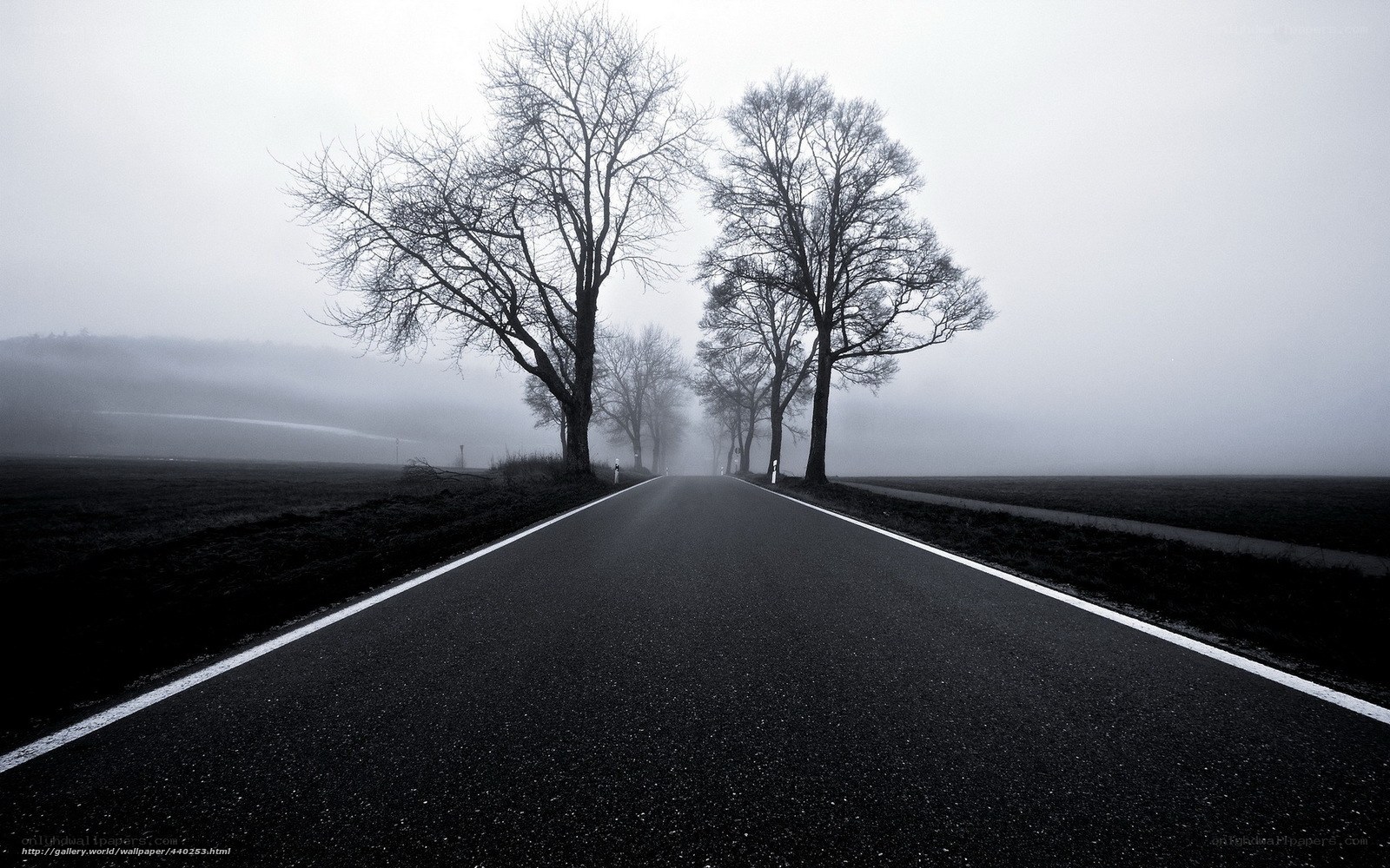 Foggy road with bare trees