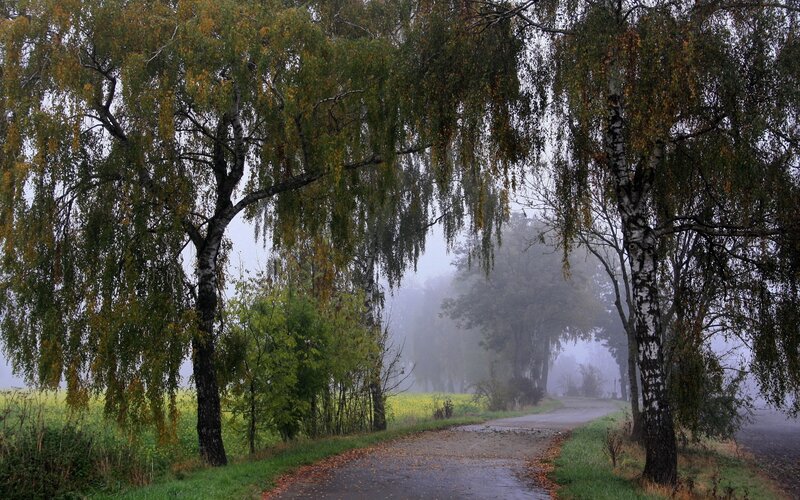 Foggy Road with Birch Trees