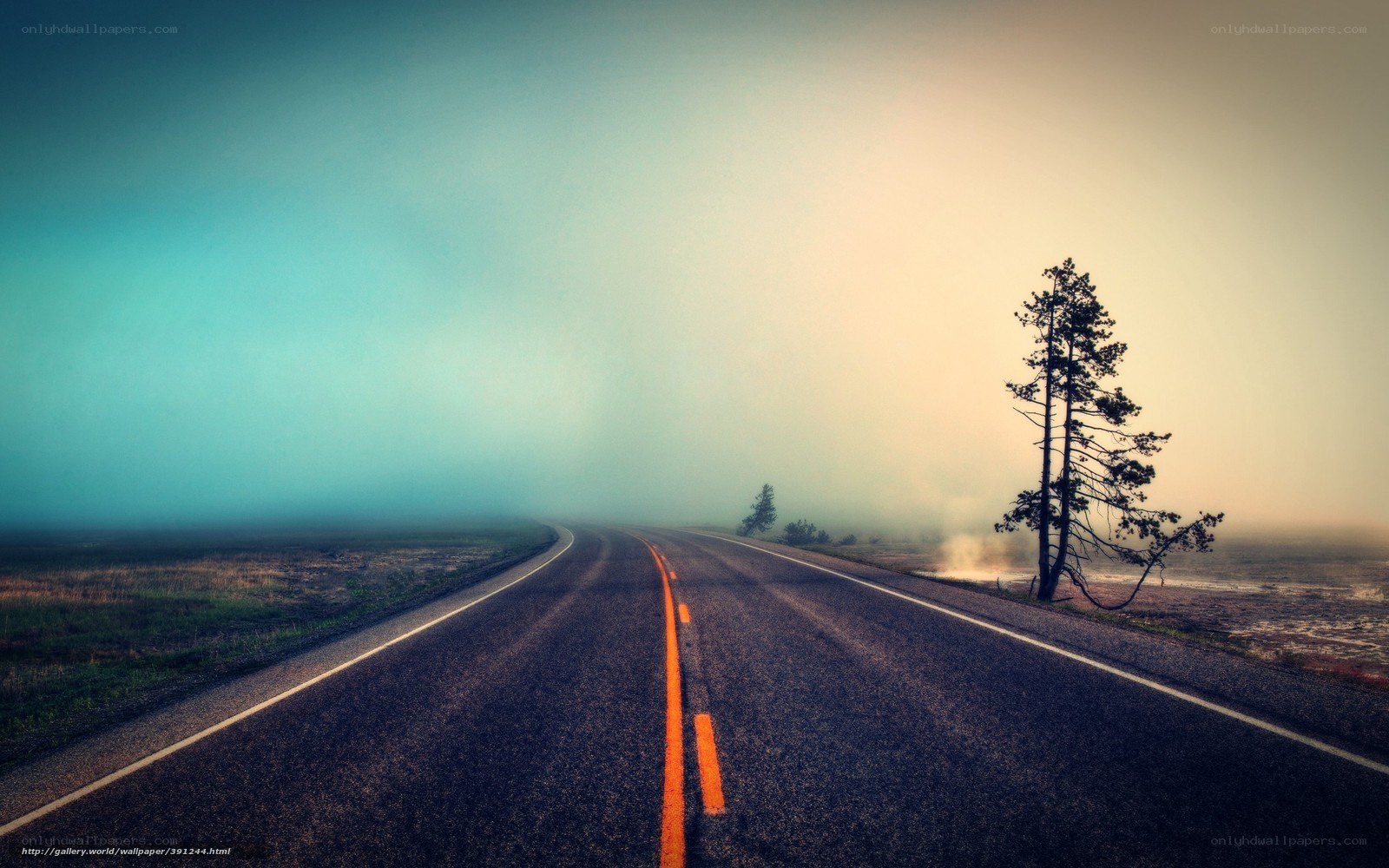Foggy road with lone tree