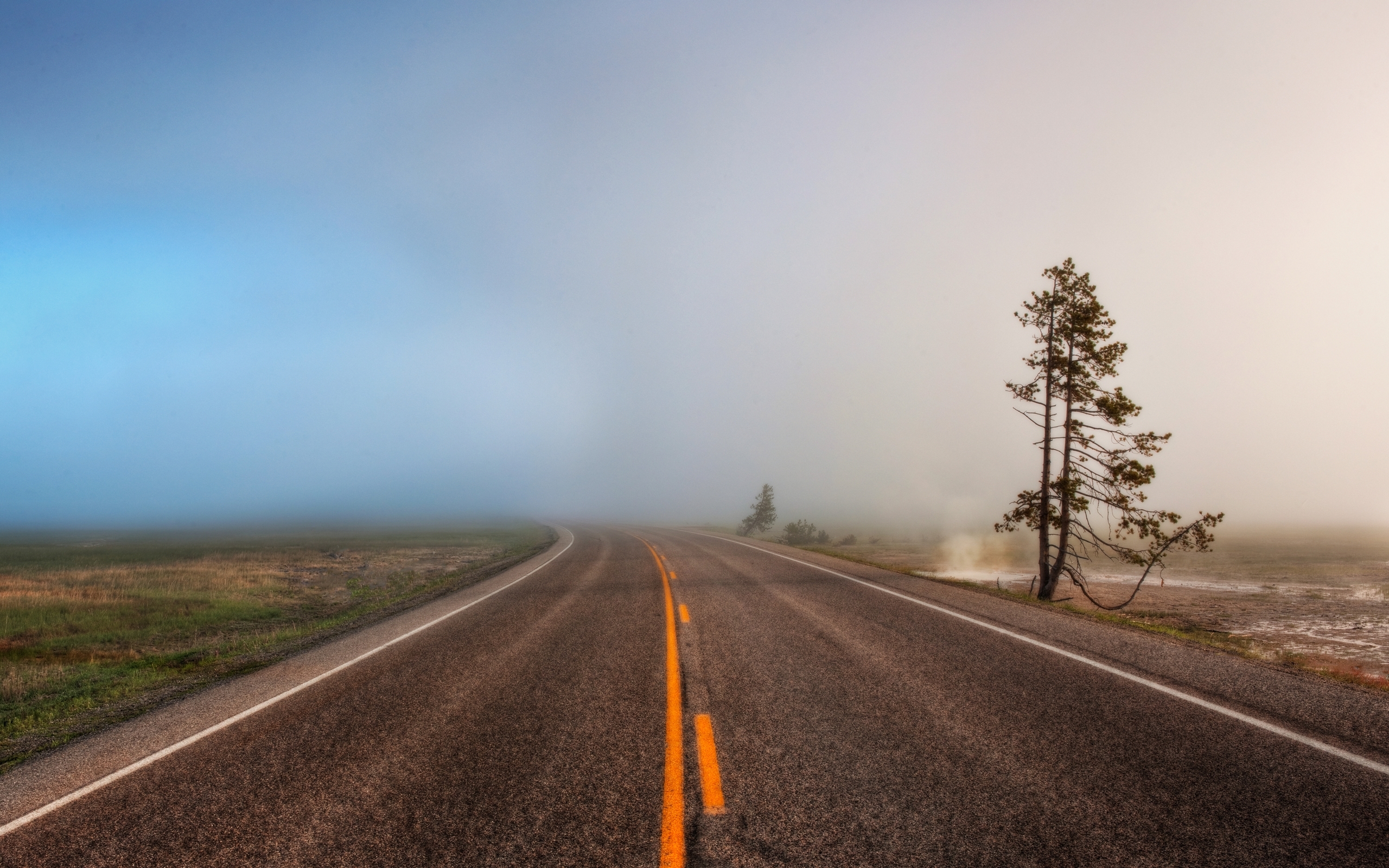 Foggy road with lone tree