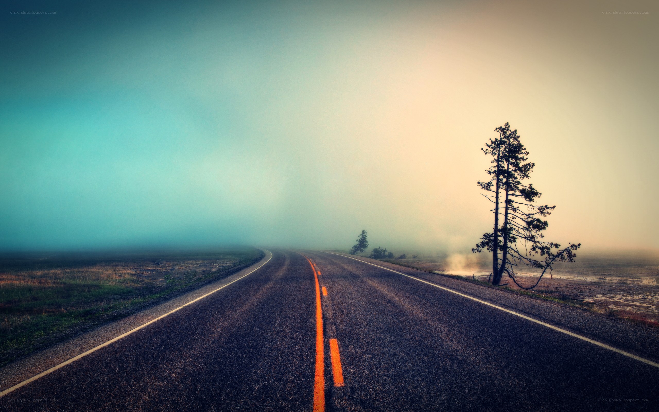 Foggy road with lone tree