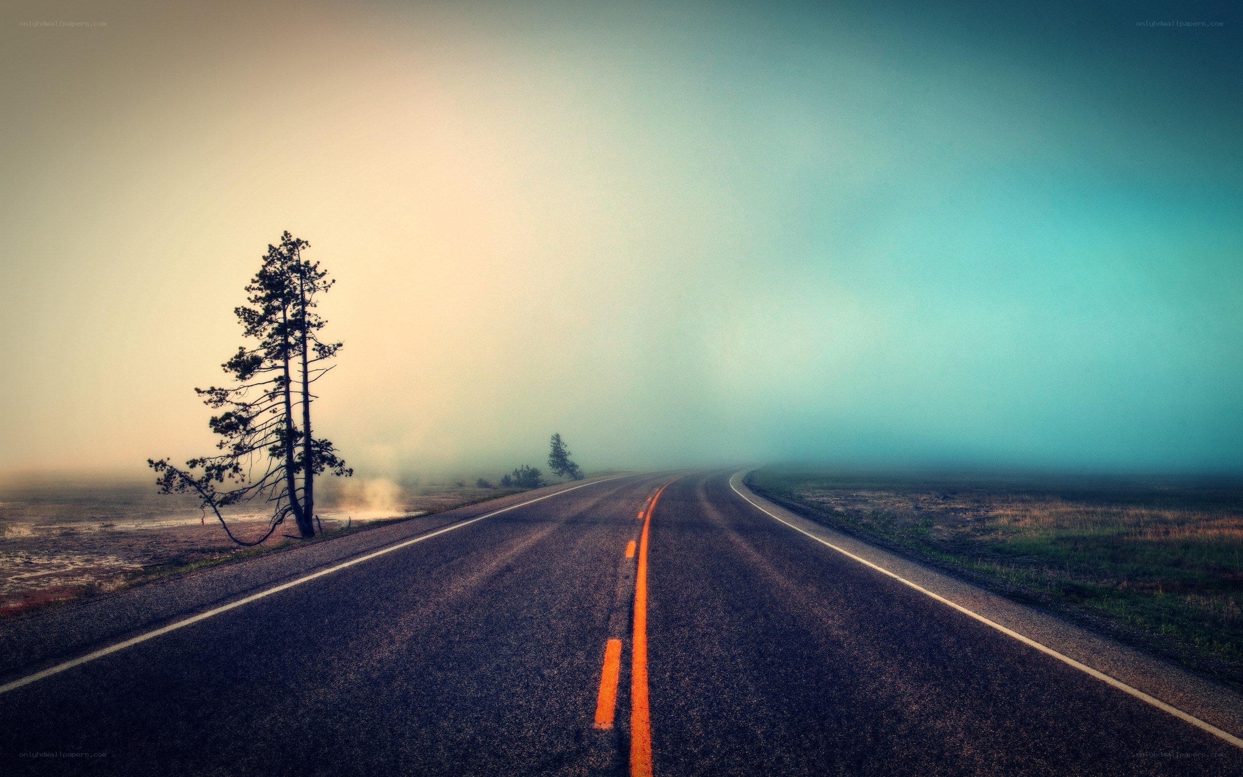 Foggy road with lone tree