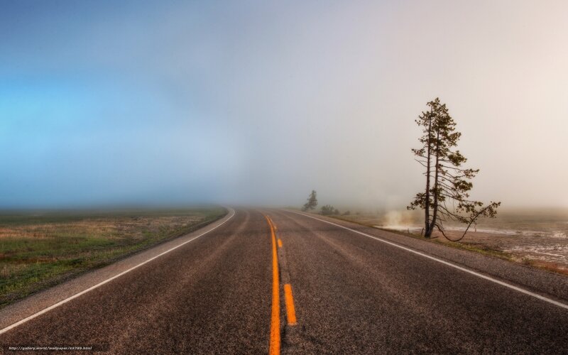 Foggy road with lone tree