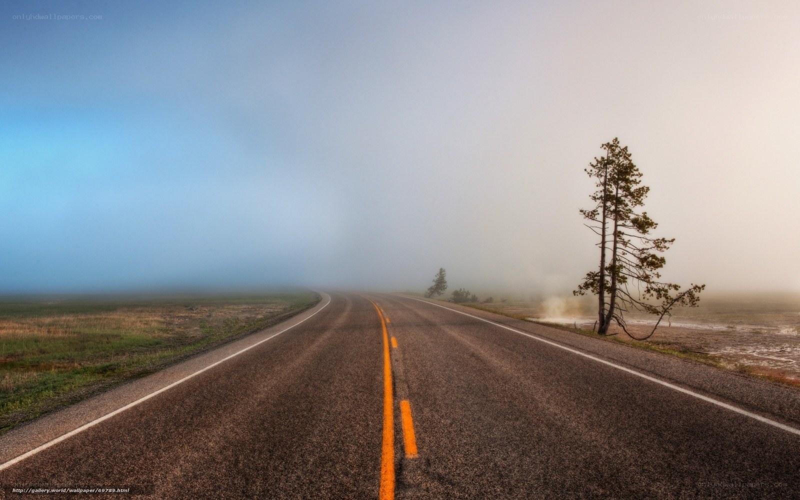 Foggy road with lone tree