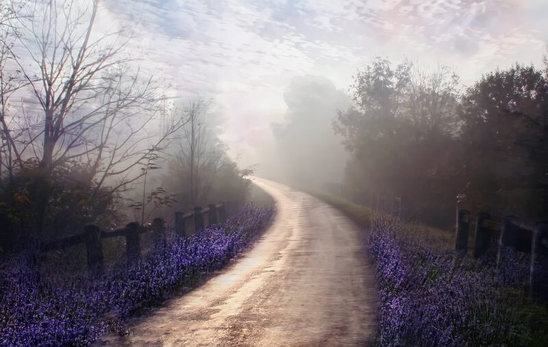 Foggy road with purple flowers