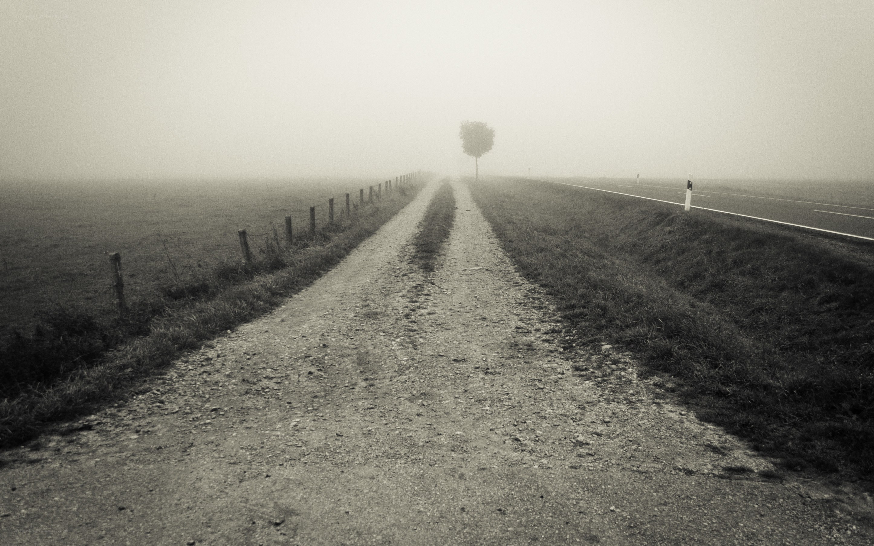 Foggy road with solitary tree