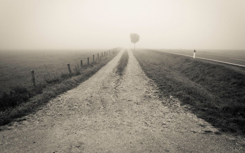 Foggy road with solitary tree