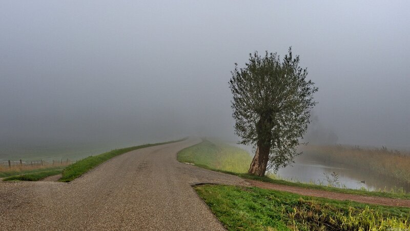 Foggy road with solitary tree