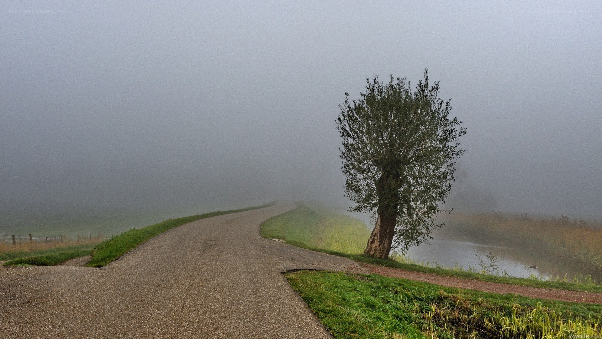 Foggy road with solitary tree