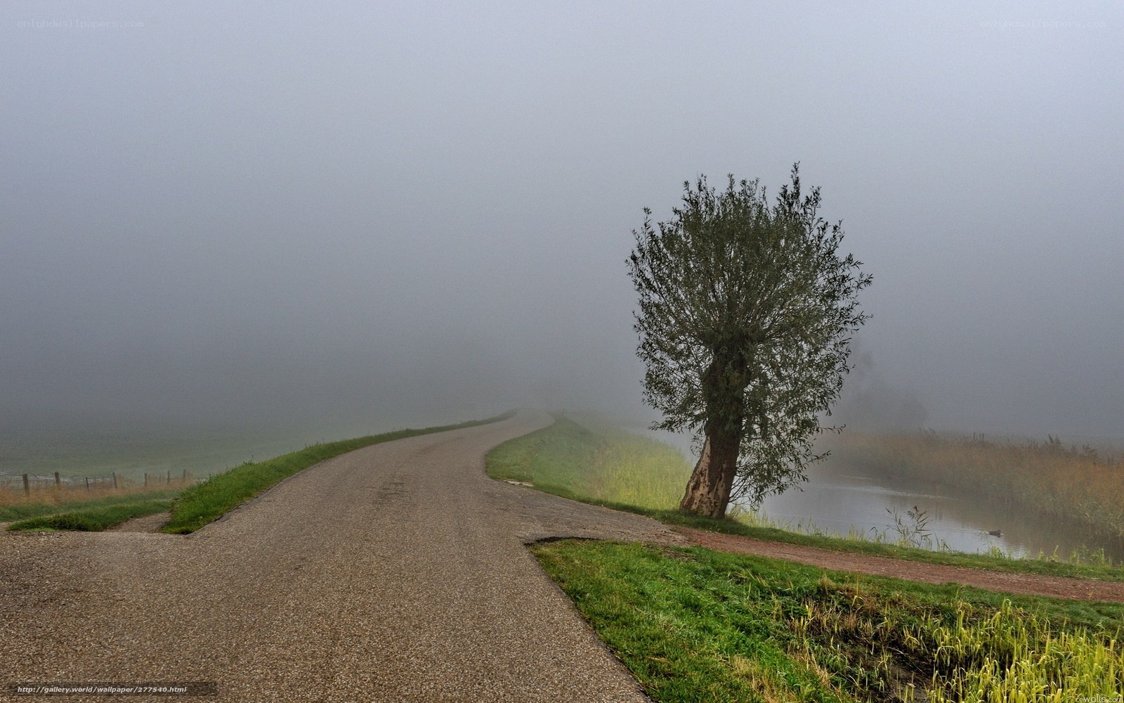 Foggy road with solitary tree