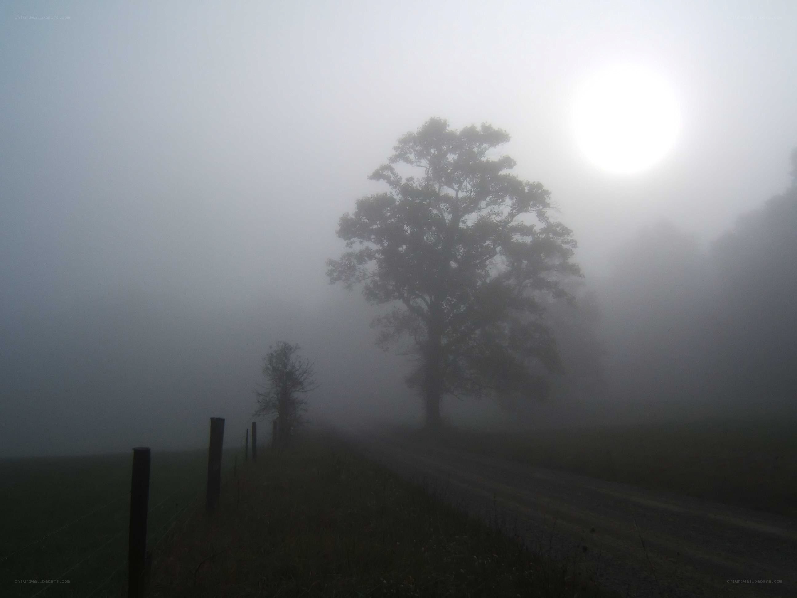 Foggy road with sun and trees