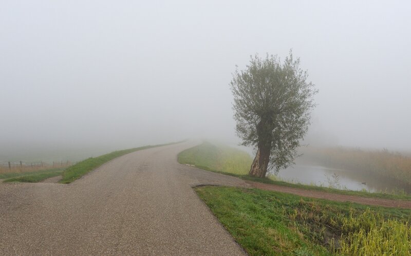 Foggy road with tree