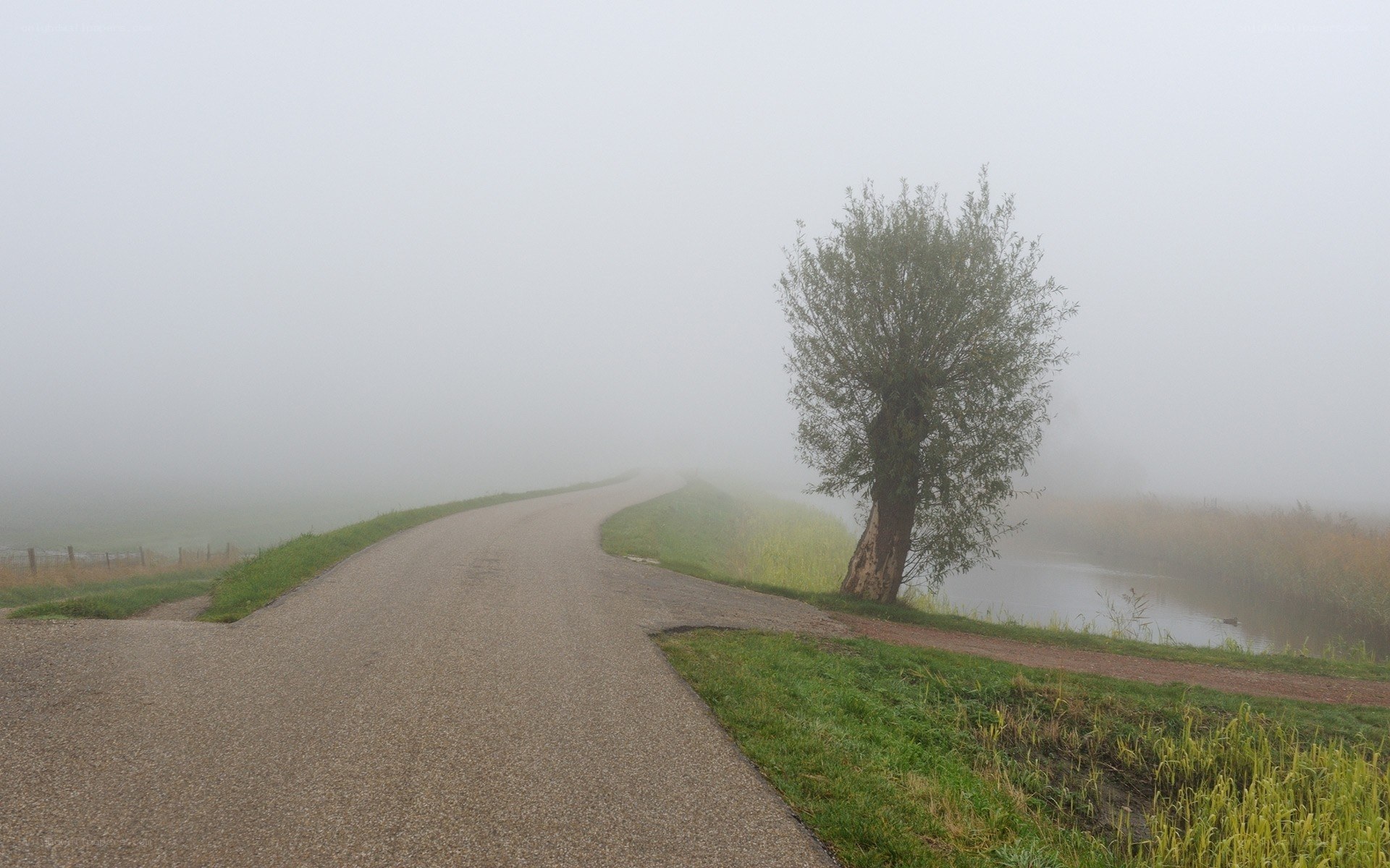 Foggy road with tree