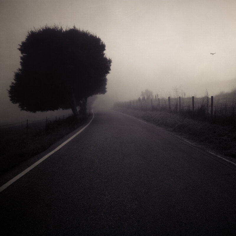Foggy road with tree