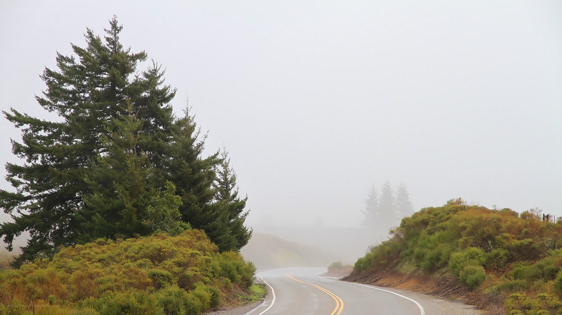 Foggy road with trees