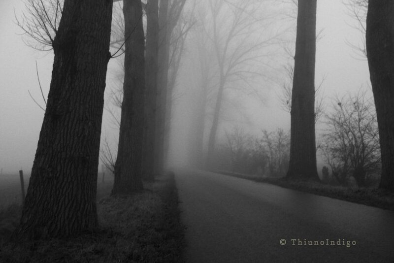 Foggy Road with Trees — Black, Mysterious