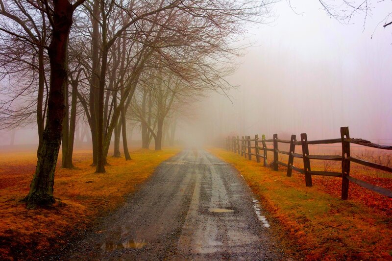 Foggy Road with Trees — Gray