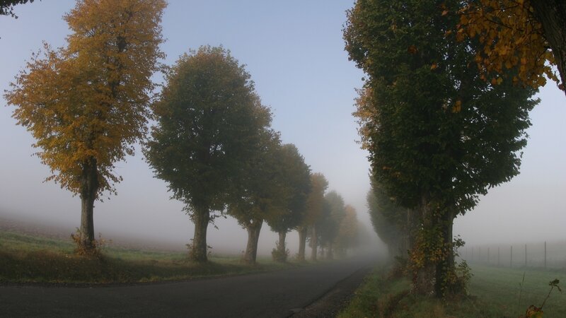 Foggy Road with Trees — Green, Misty