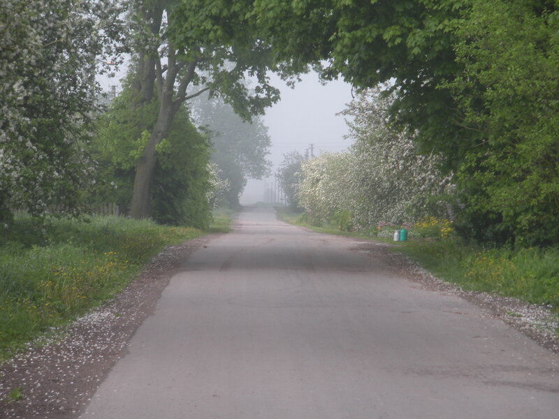 Foggy Road with Trees — Green