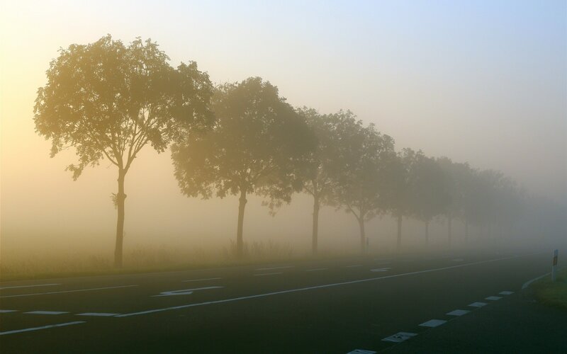 Foggy Road with Trees — Yellow