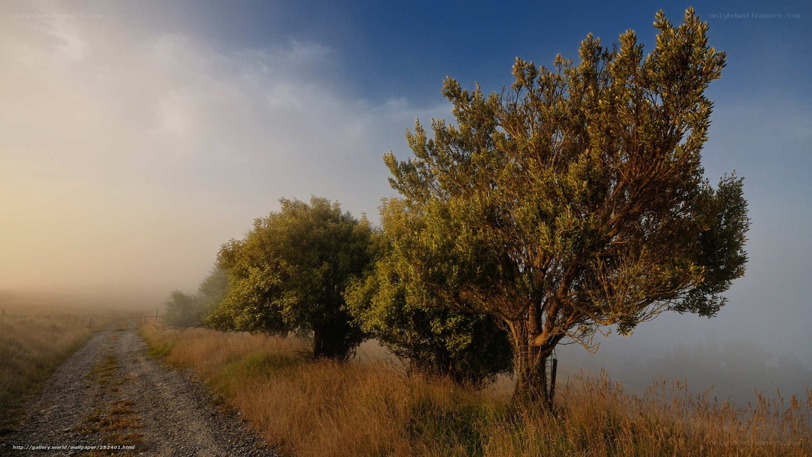 Foggy Road with Trees