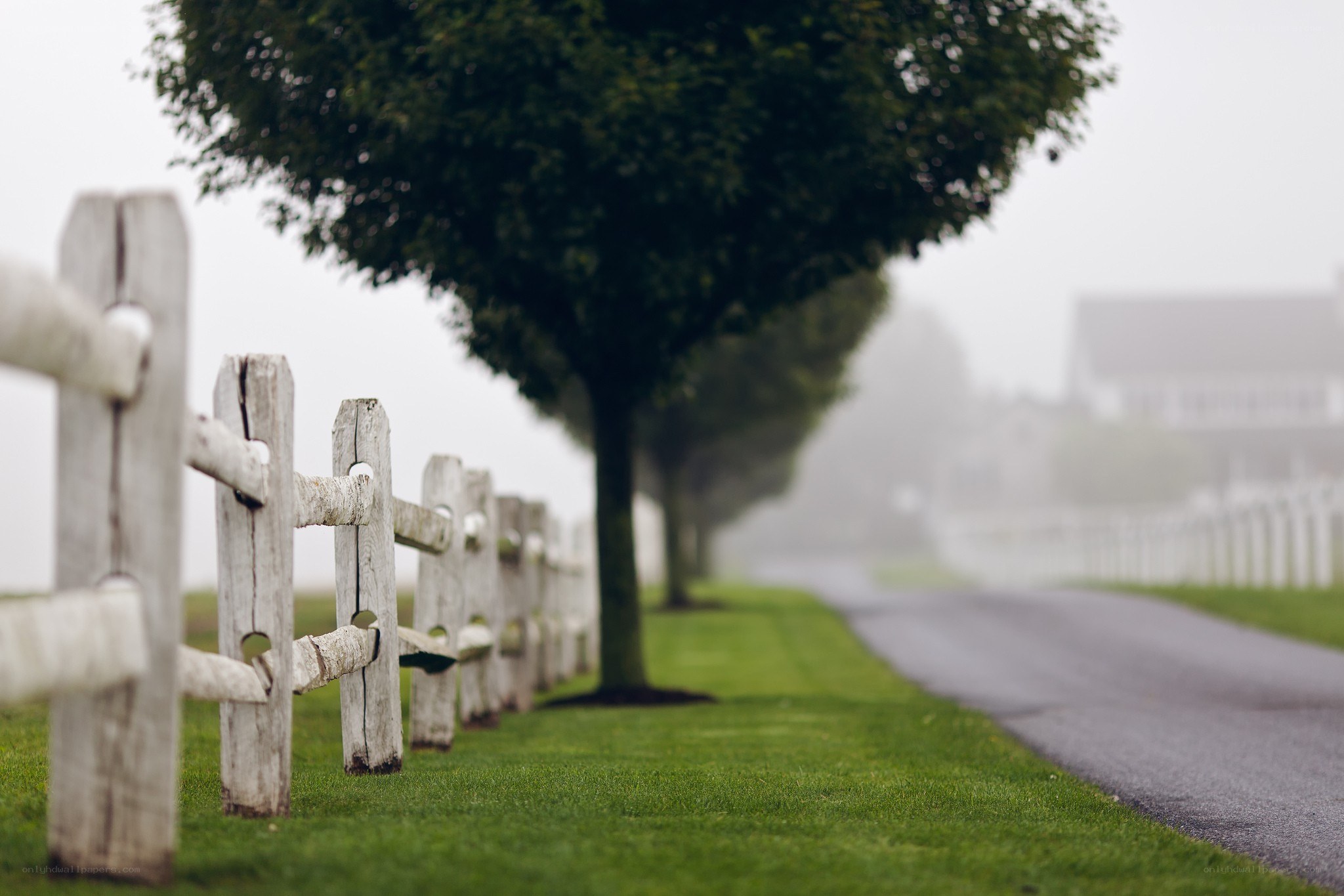 Foggy road with white fence