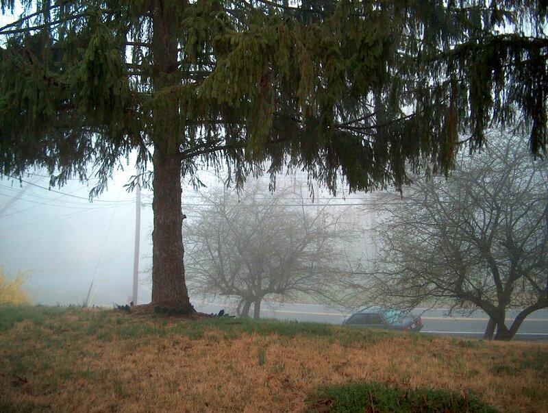 Foggy roadside with trees