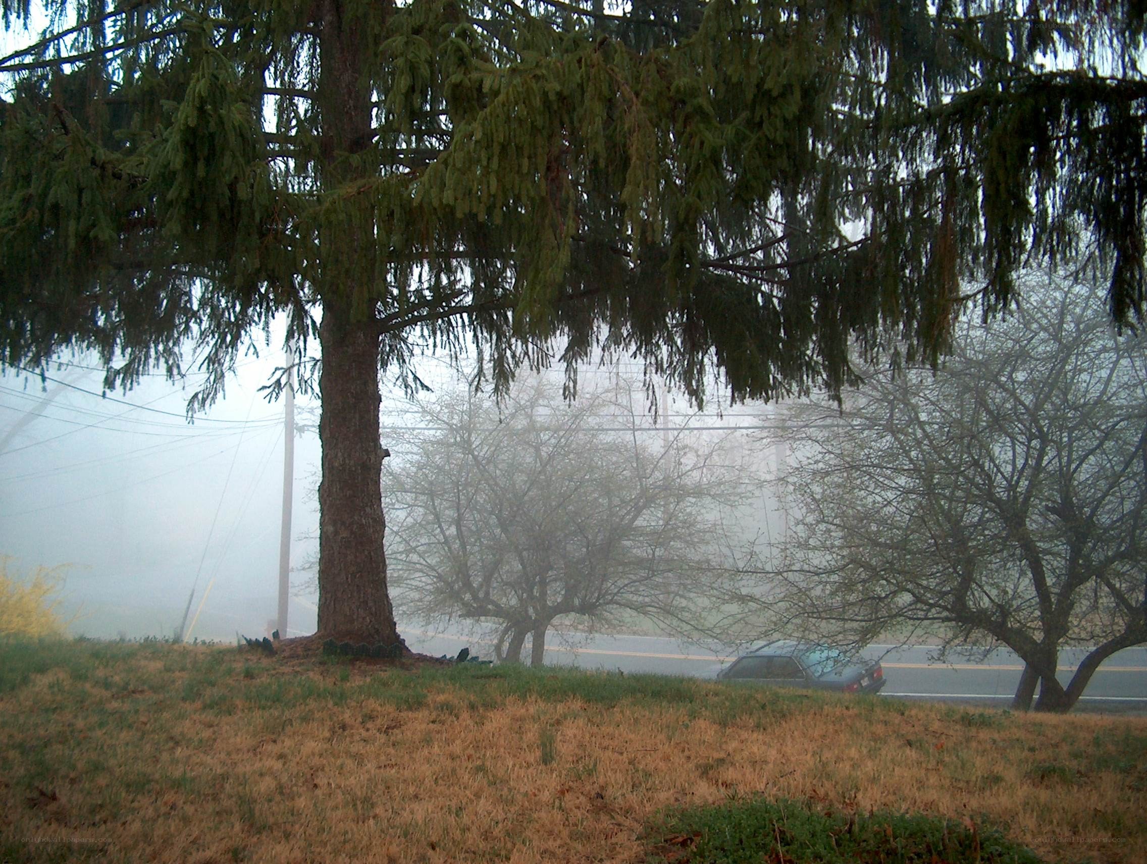 Foggy roadside with trees