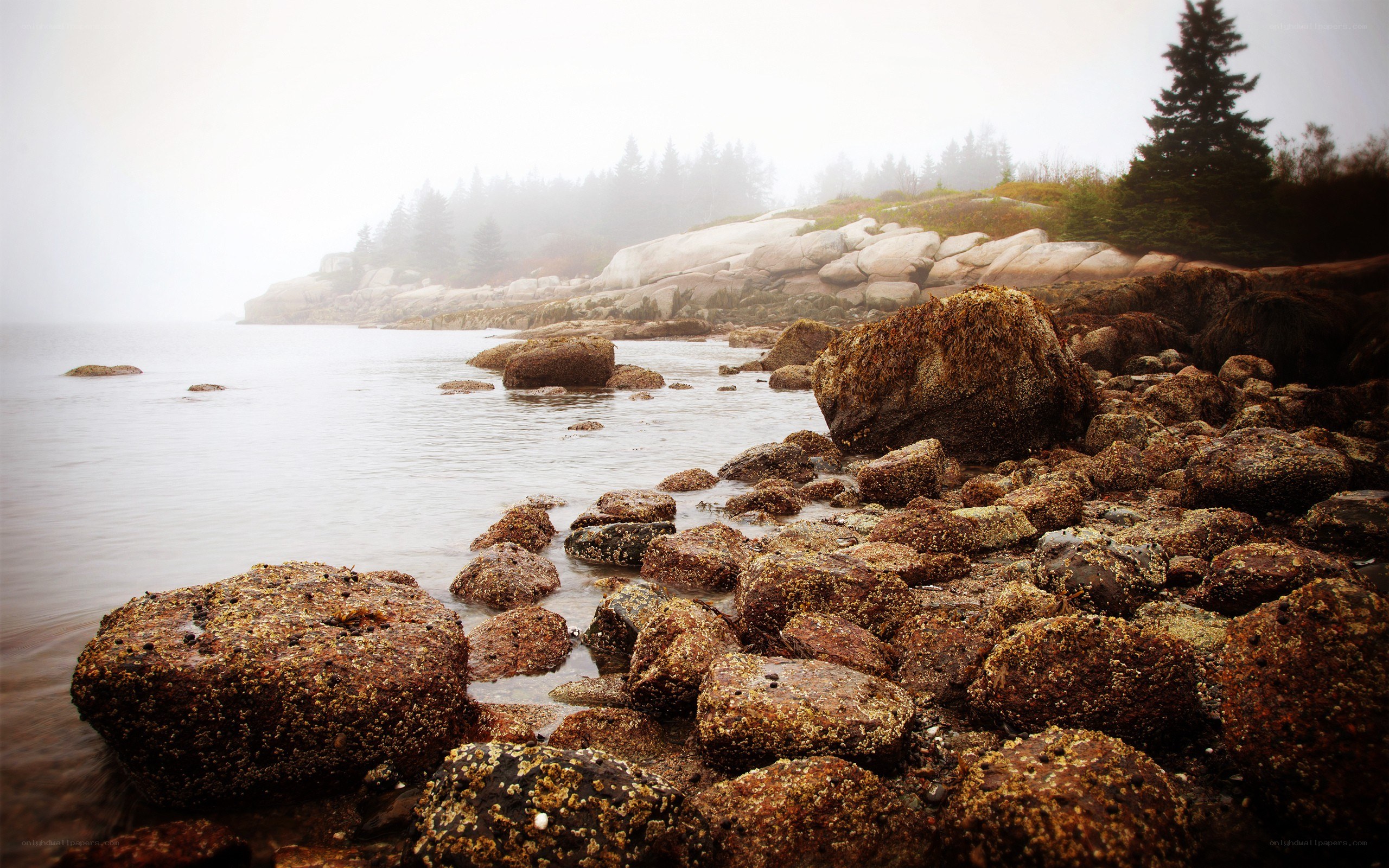 foggy rocky coastline
