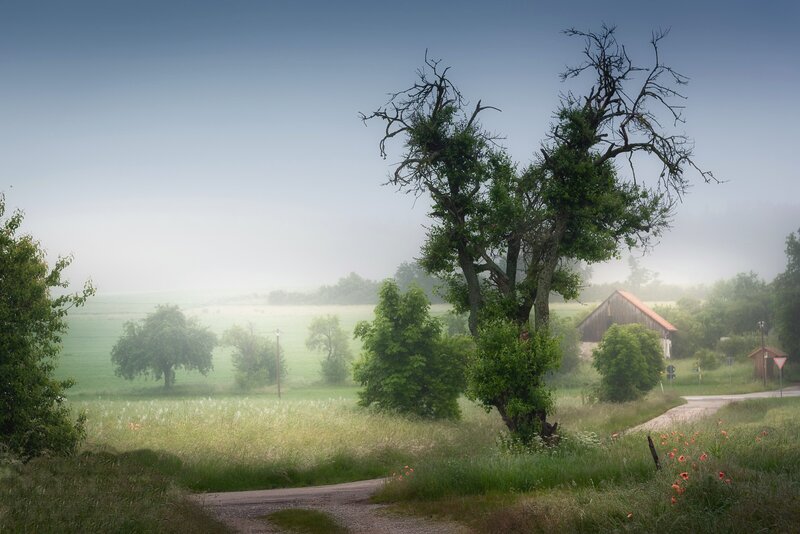 Foggy Rural Landscape — Green, Misty