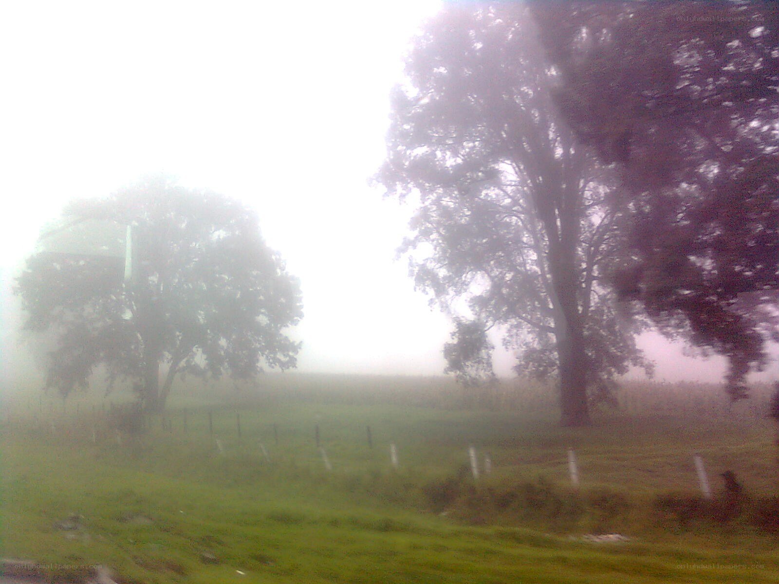 foggy rural landscape