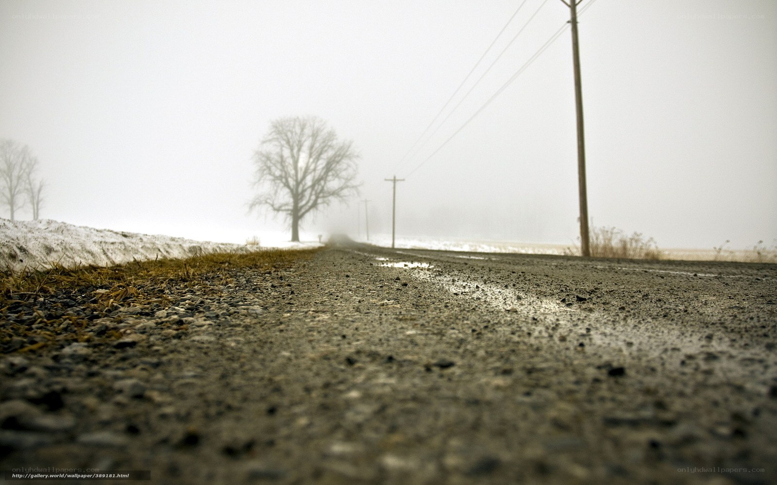 Foggy rural road in winter
