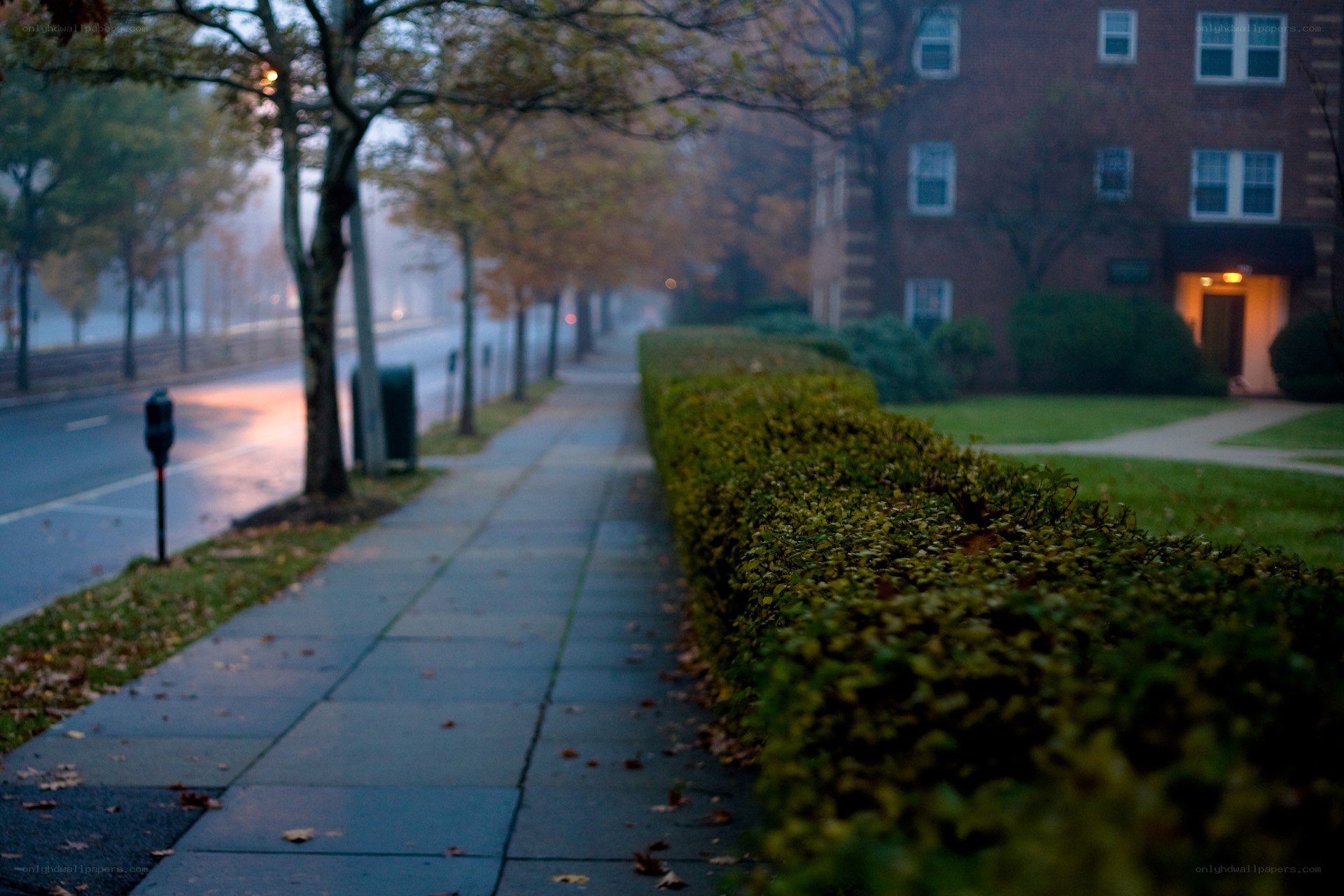 Foggy sidewalk at dawn