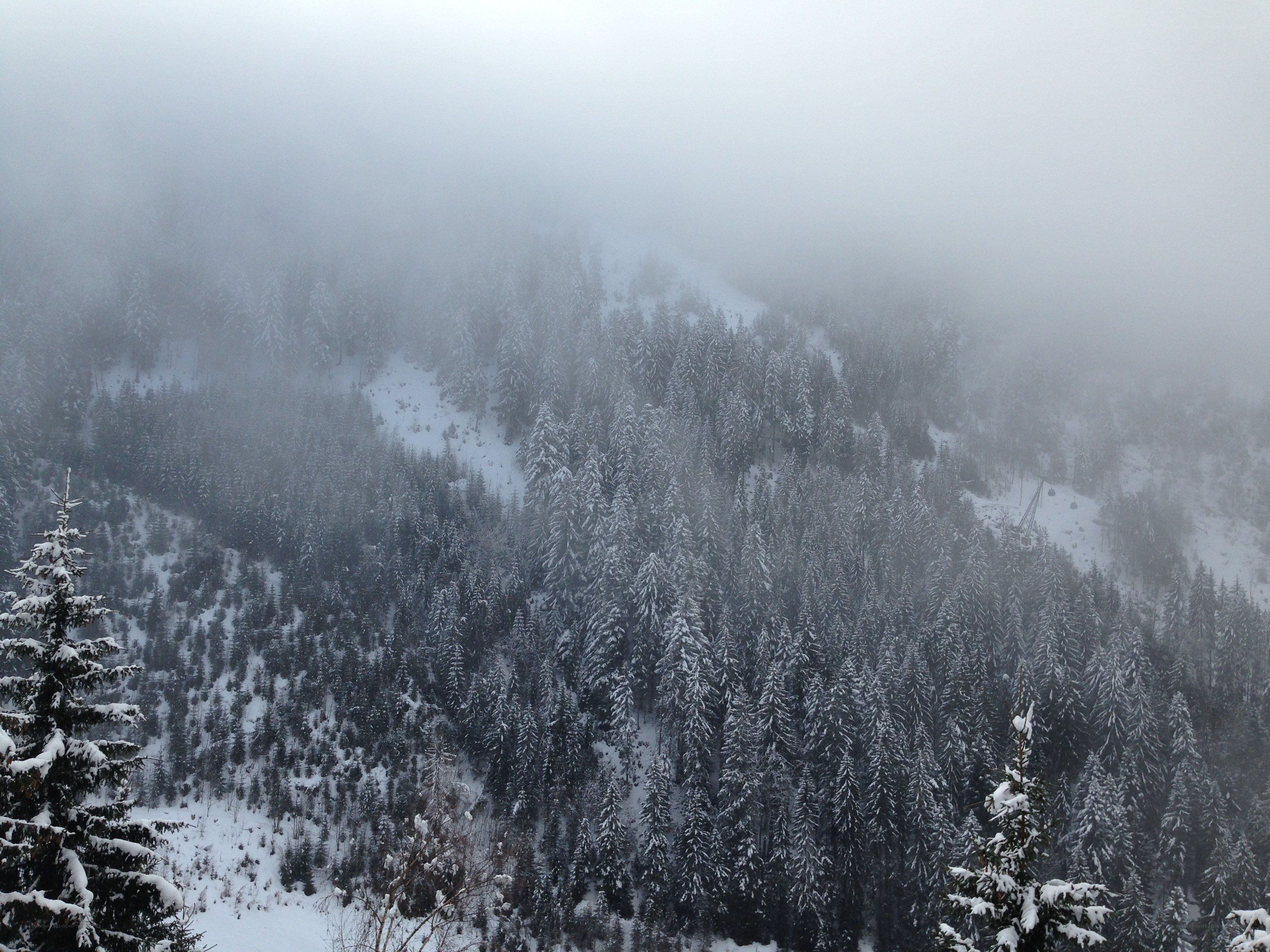 foggy snowy forest mountain