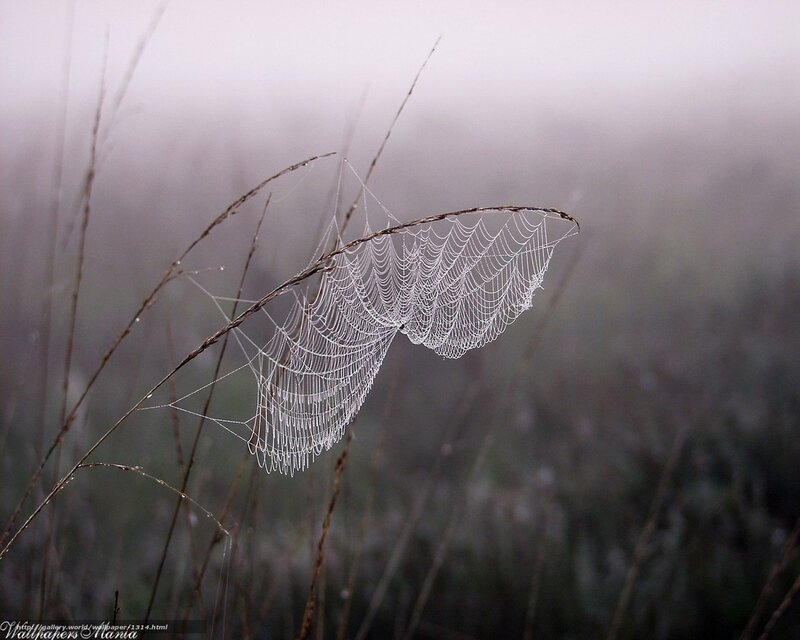 Foggy spider web