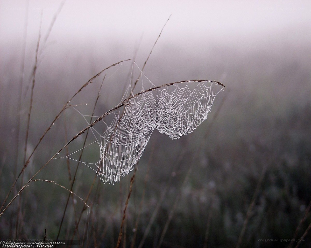 Foggy spider web