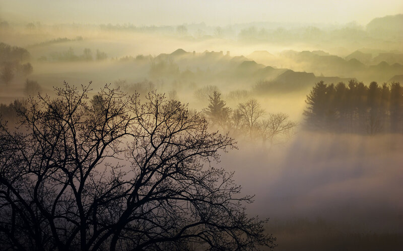 Foggy Suburban Landscape
