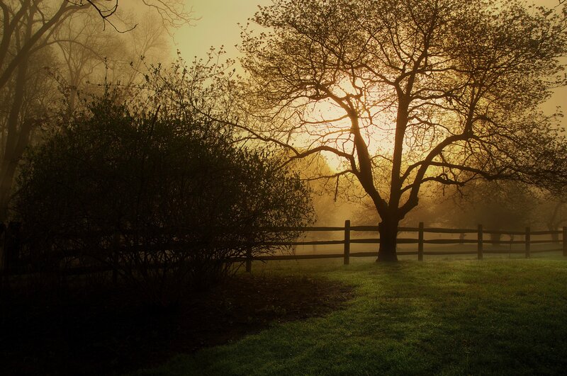 Foggy sunrise by a fence