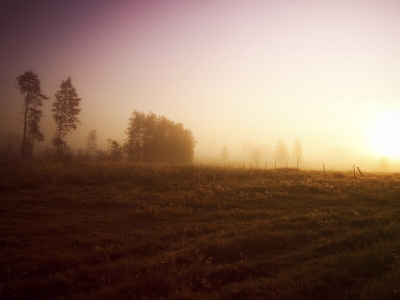 Foggy sunrise over a field