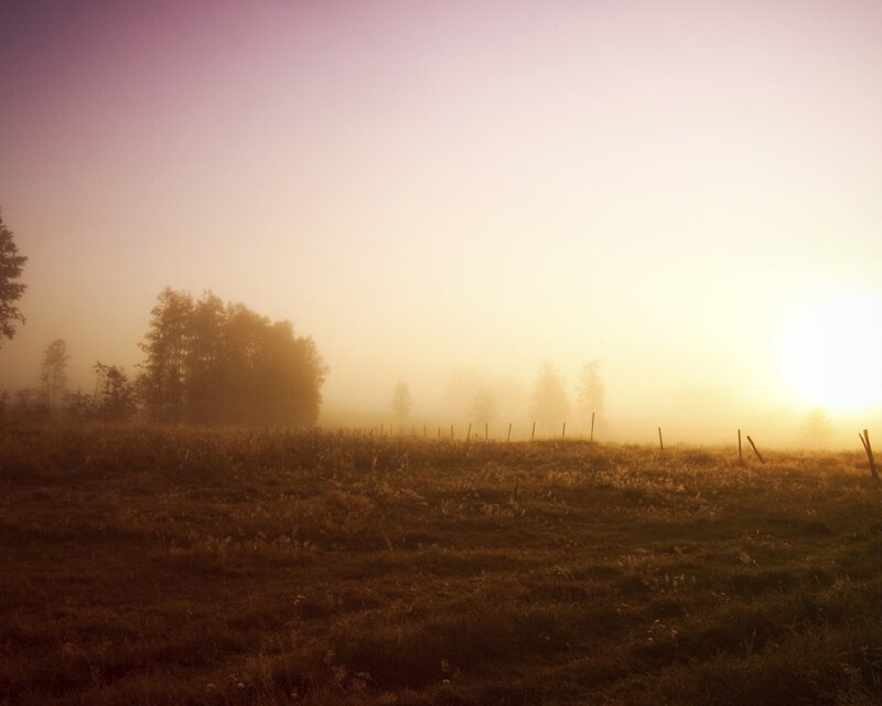 Foggy sunrise over a field