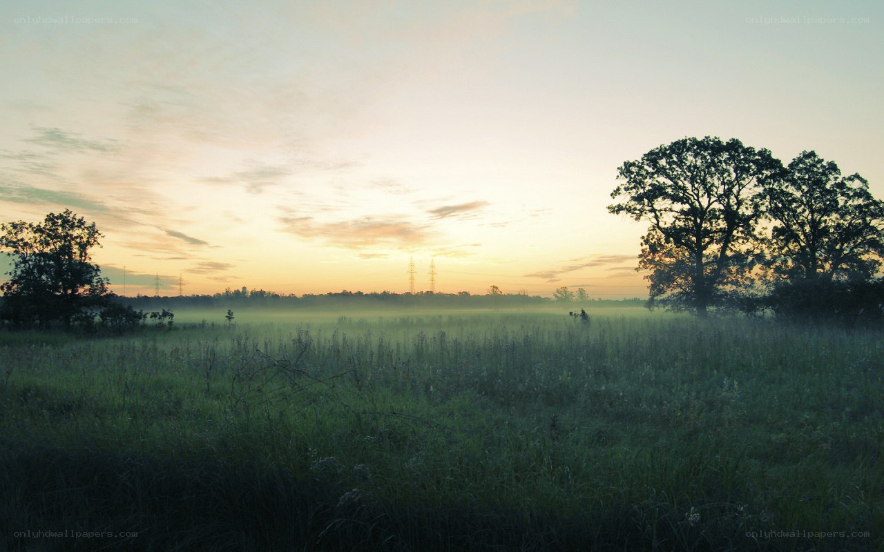 Foggy sunrise over a field