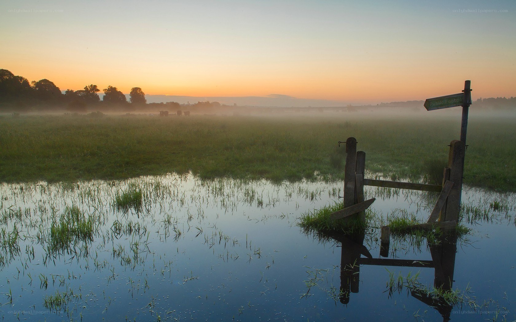 Foggy sunrise over a flooded field