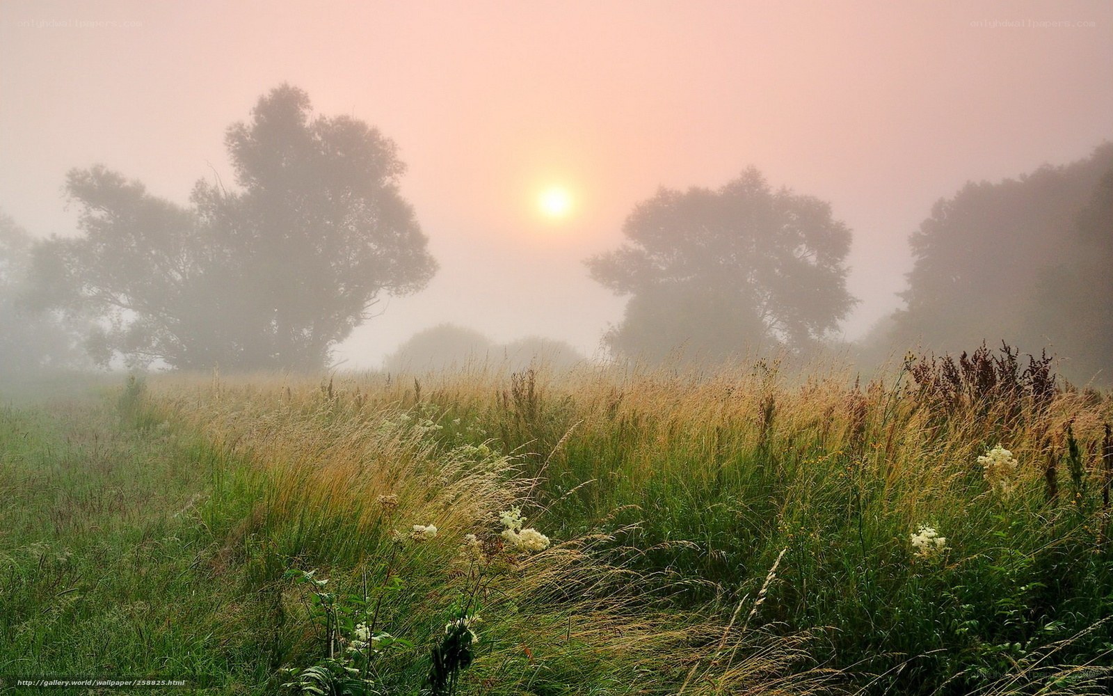 Foggy sunrise over a meadow