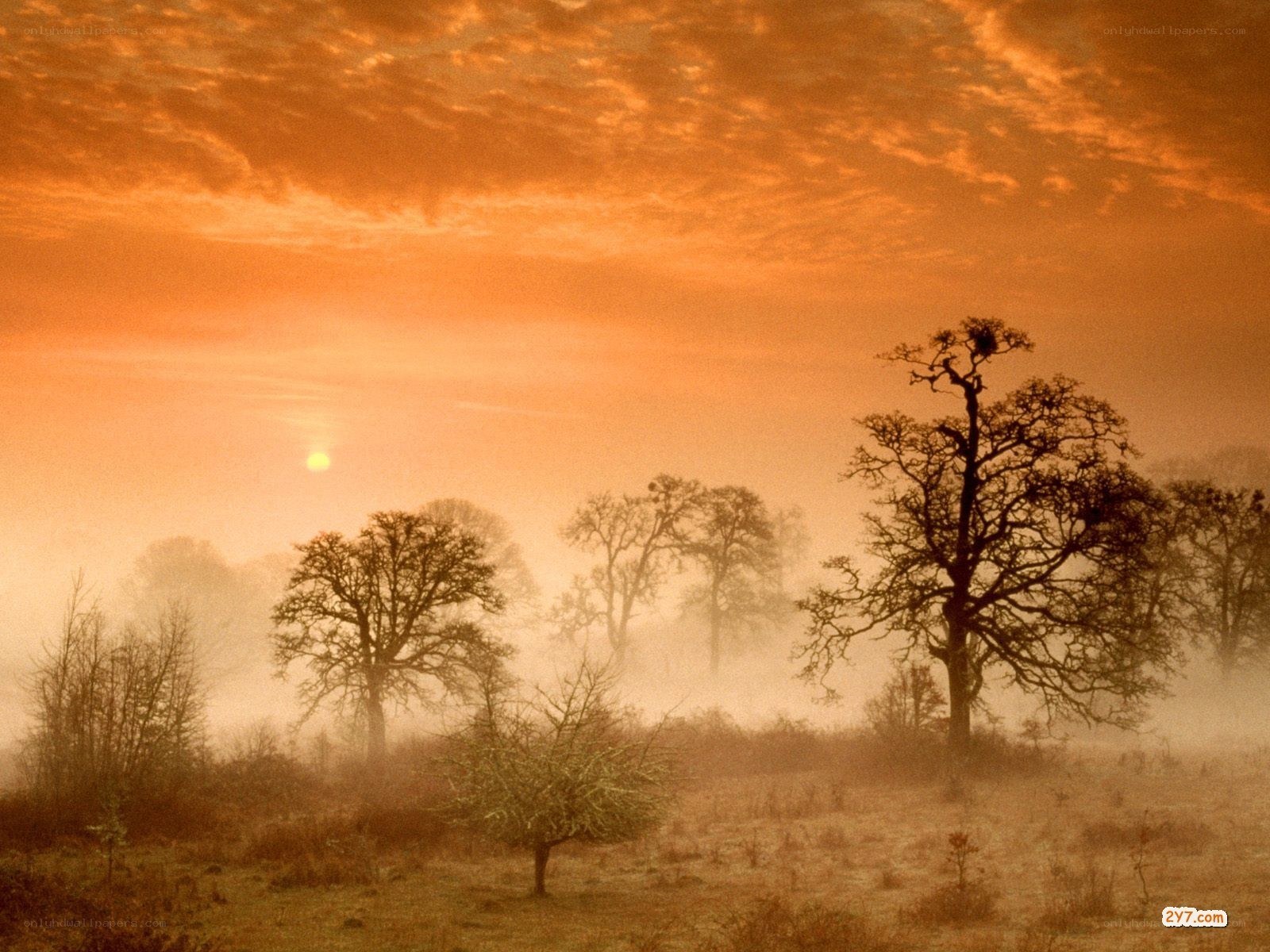 Foggy sunrise over bare trees
