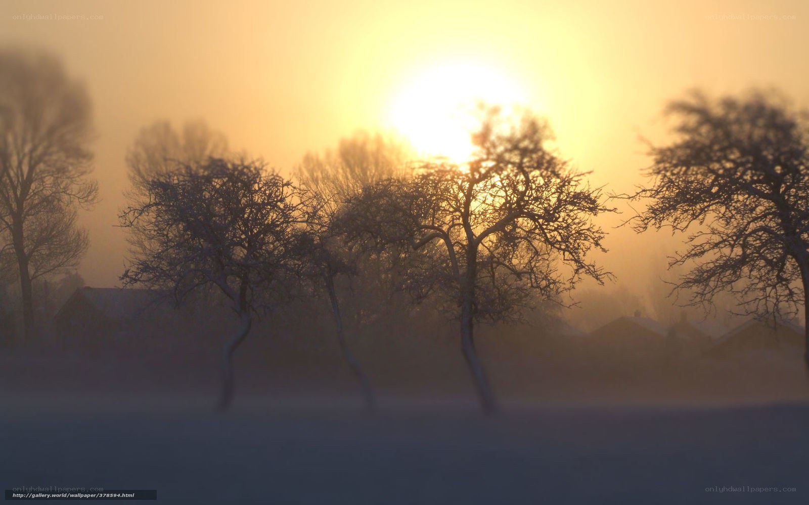 Foggy sunrise over bare trees
