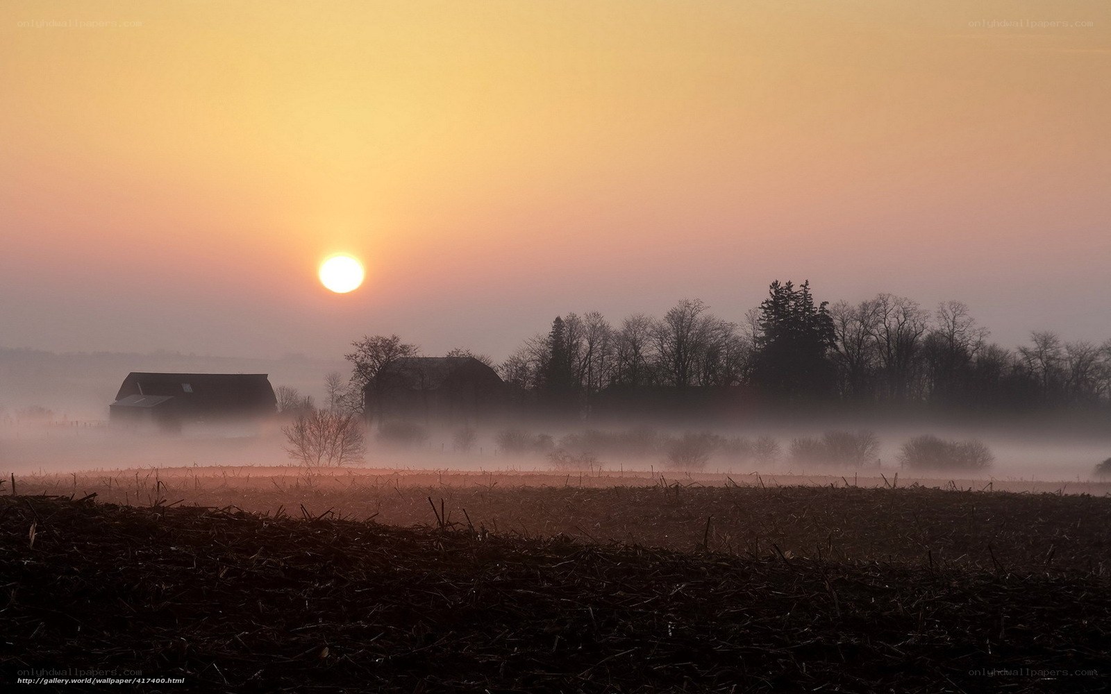 Foggy sunrise over farmland