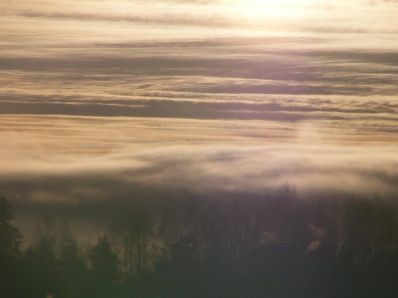 Foggy sunrise over forest